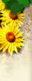 fiori e piante per orto